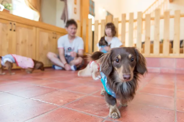 【Dog Room①】ワンちゃんが楽しめる室内
