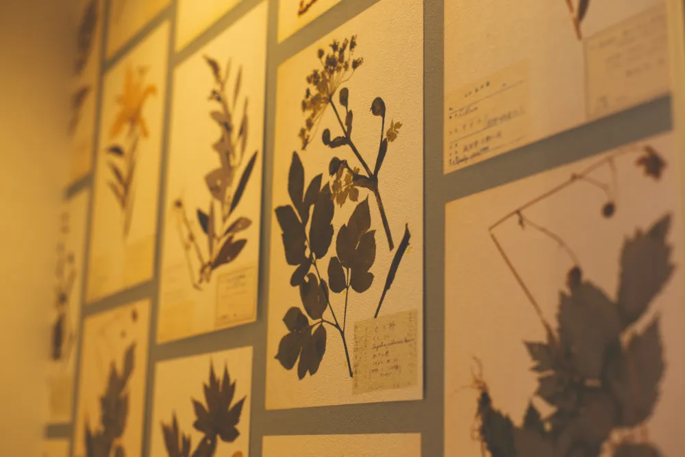 東南二面に開く土間のある暮らし